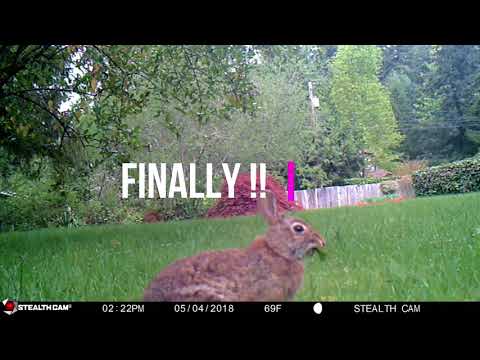 180505 rabbit muuunchin