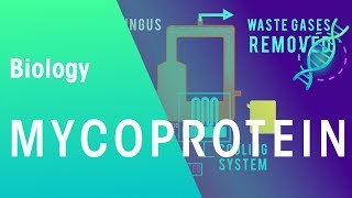 Mycoprotein | Microorganisms | Biology | FuseSchool