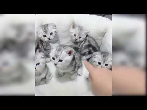 cats funny #cats #funnycats #bacho