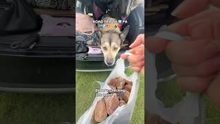 ROAD TRIP TX ➡️ PA 🚙🐶🇺🇸🌞🌲❤️ dinner + checking into hotel 🏨🌚💤 #dogshorts #travelwithdog