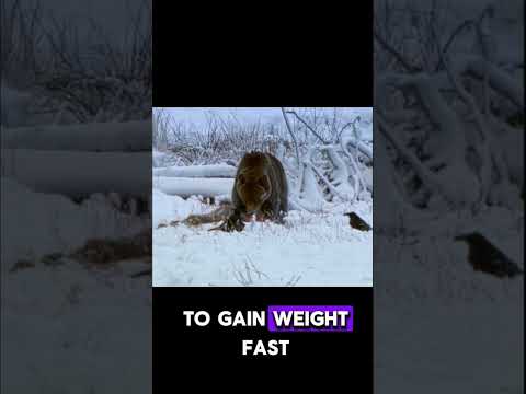 Alone in Yellowstone 🐻🔥 | The Young Grizzly’s First Summer