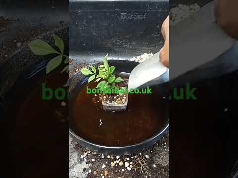 ash yamadori seedling potting