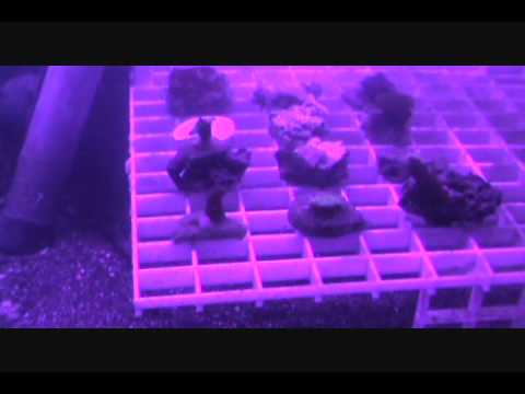 20 Gallong saltwater Reef tank day 22