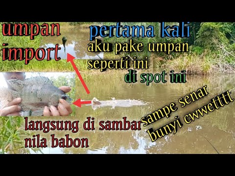 gak butuh waktu lama , umpan ini langsung di sambar nila babon || mancing nila umpan lumut