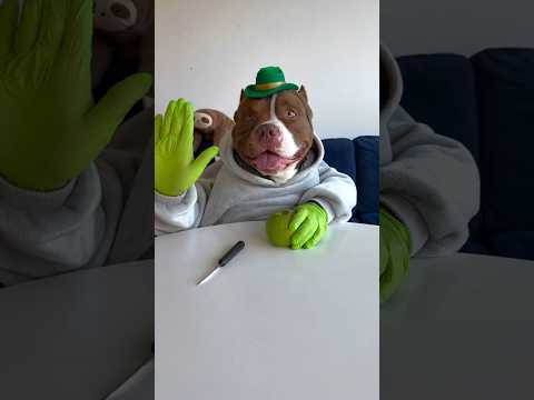 very cute dog 🤩🐕 #usa #usashorts #ytshorts #dog