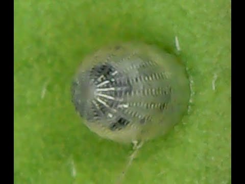 Unsettling Egg (macro)