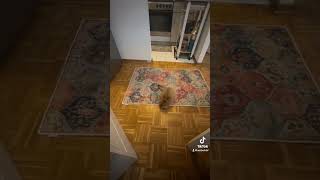 Laserjagd: Flauschige Action! #katzenfans #katzenliebe #cat #catplaytime #Laserchase #kittenfunny