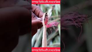 ছোট বোনকে ভালোবেসে থাকলে অবশ্যই একবার হলেও ভিডিওটি দেখলে#shorts #entertainment #popular Abir Hassan