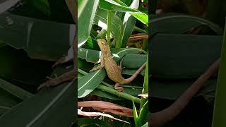 Relaxing time #viral #shorts #chameleon #girgit