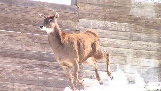 White Lipped Deer Zoomies