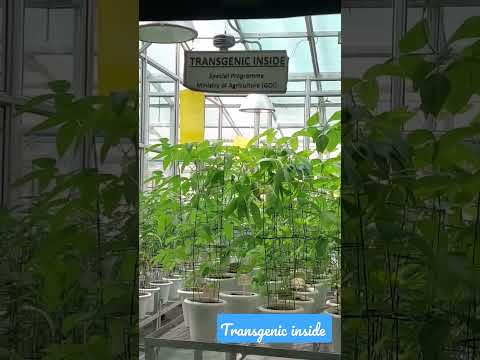 Transgenic plants in NPF ICAR-Indian Agricultural Research Institute New Delhi