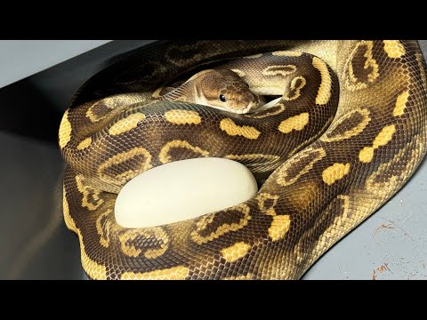 Pulling eggs!