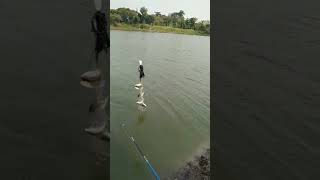 sampe baca bacaan..!!liat ikan banyak nyangkut jaring..!!#shorts