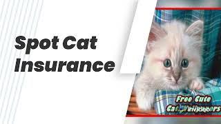 everything you need your cat I How to Gain the Trust of a Cat 20 Common Mistakes Cat Owners Make
