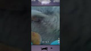 Falcon Steals my FPV Drone #fpv #drone #freestyle #tinywhoop #falcon #betafpv