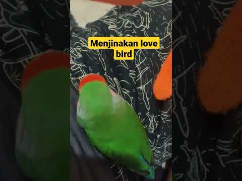 how to tame lovebird #lovebirdmania #shorts #burungjinak