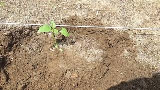 Planting Peppers Proper Technique