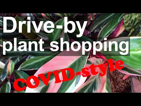 Drive-by plant shopping in COVID-style at Chatuchak Market