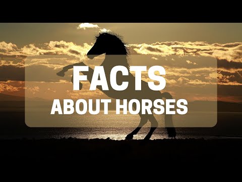 Facts about Horses | Horses Facts | Horse Facts #facts @MyFacts100