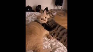 Privacy Please!!! #CAT #CAT MOMENTS #FUNNY CATS