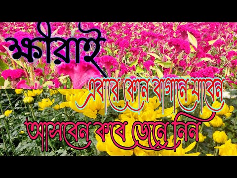 KHIRAI . ক্ষীরাই !! Valley of Flower Khirai  #Khirai Kolkata to Khirai Tour Best Video Flower garden