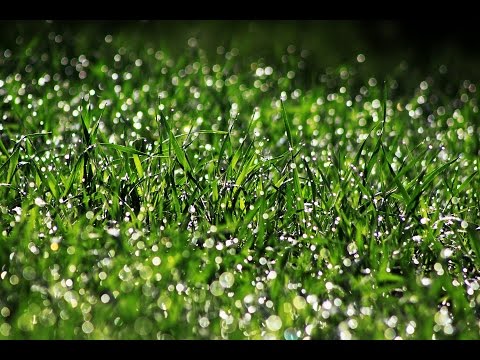 Rain Sounds For Healing And Stress Relief