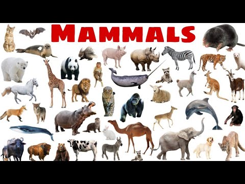 50 Mammals Name in English and Urdu | Name of Mammals | Vertebrates | Animals | Gk with Ali