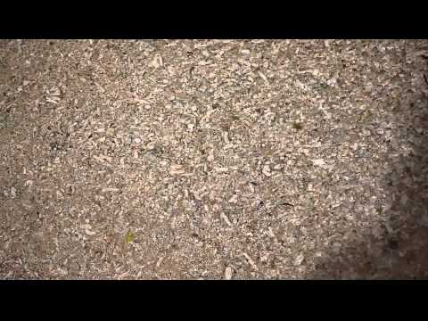 沖縄 Okinawa - Rizzan Sea Park Resort Hotel Beach
