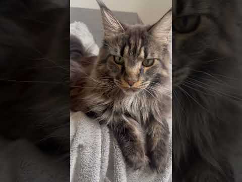 Mainecoons