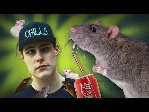 CHILLS FINDS A BIG RAT!!!!