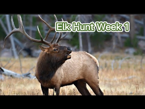 Elk Hunt