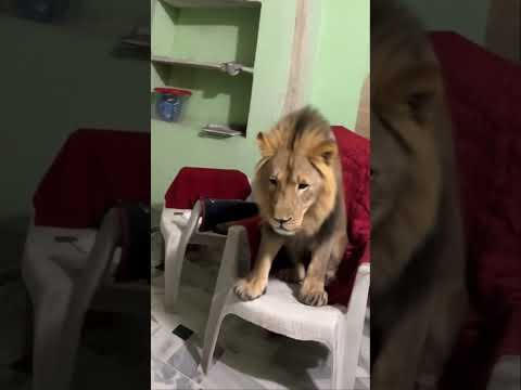 🦁 lion 🦁 #suga #cosplay #army #おおしまちゃんねる #discodiscopartyparty