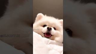 😍 cute baby puppy 😍 cute animals life 😍 funny reaction  #shorts #viral #video