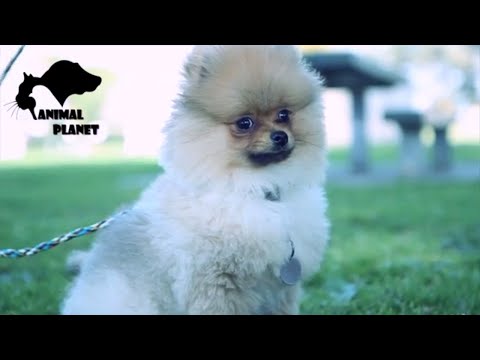 Animal Emotions