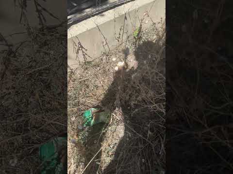 Bu saylangozlar neden bu bitlilerin üstünde acaba 🤔