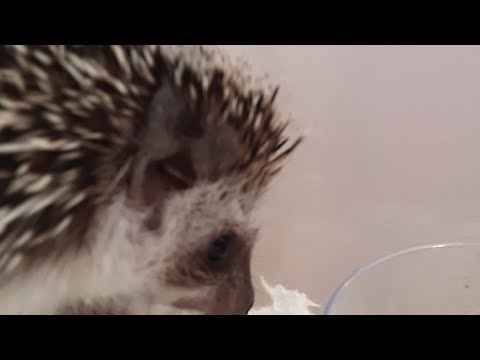 Hedgehog Moments part 10 #hedgehog #trending #cute #cutepet #animals #capcut