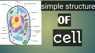 simple structure of cell