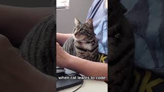 When cat learns to code #shorts #cats #catshorts