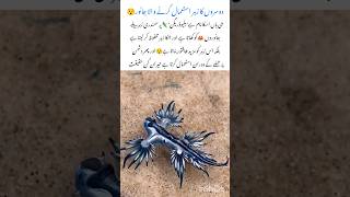 Meet the Blue Dragon🐲Oceans tiny Terror #bluedragon #naturefacts #nature #wildlife #shorts