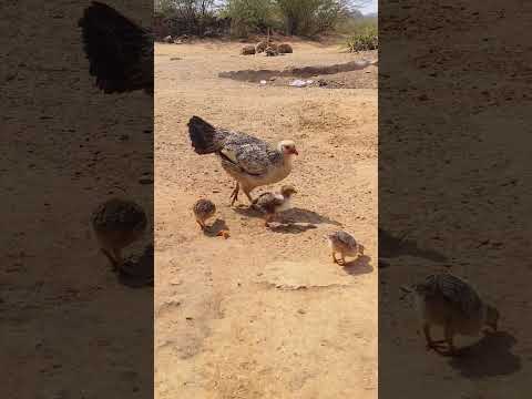 Desi murgi with Kid's #shorts #shortvideo #chiken #murgi #murga #animals #birds #wildlife