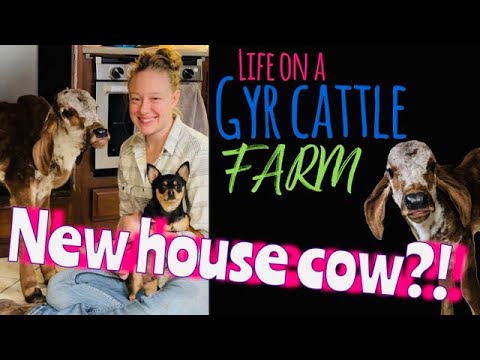Meet Our New Gyr Bull Calf and Mineral Feeding for the Herd! - House Calf ?