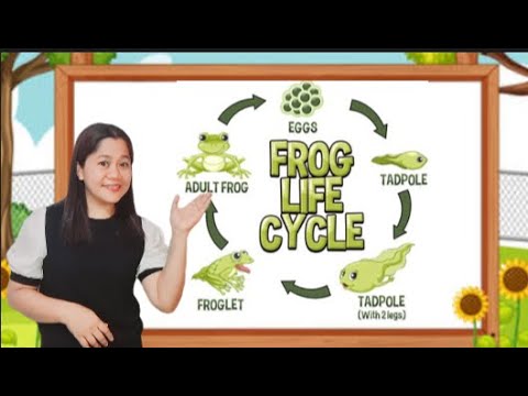 Life Cycle of a Frog|| Science|| Video Lesson|| Best Educational Video for Kids|| Tr. Alpha