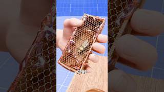 What Happens When You Drop A Queen Bee Into A Foreign Hive 🐝