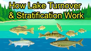 How Lake Turnover and Thermoclines Work and Affect Fishing