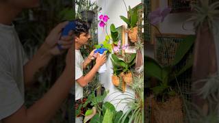 Diy orchid frames #orchids