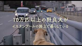 犬の視点で世界を見てみよう！　ドキュメンタリー 『ストレイ 犬が見た世界』予告編【2022年3月18日公開】