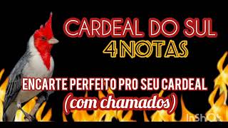 Cardeal do Sul canto 4 NOTAS  CLÁSSICO - Áudio pra encarte (com chamados) PERFEITO pro seu CARDEAL
