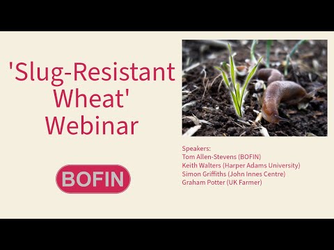 Slug-Resistant Wheat Webinar
