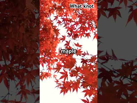 The Fascinating history of colour-changing maple leaves 🍁 #history #science #fascinatingfacts #ai