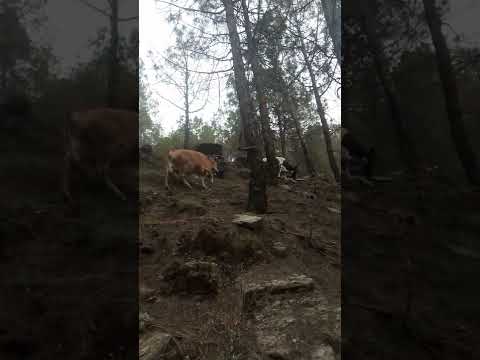 Talking to cows in forest | Two beautiful Cows in forest